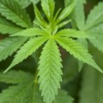 heath benefits of cannabis