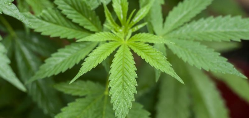 heath benefits of cannabis