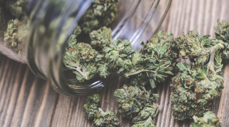 EVERYTHING YOU NEED TO KNOW ABOUT MARIJUANA IN ONE PLACE